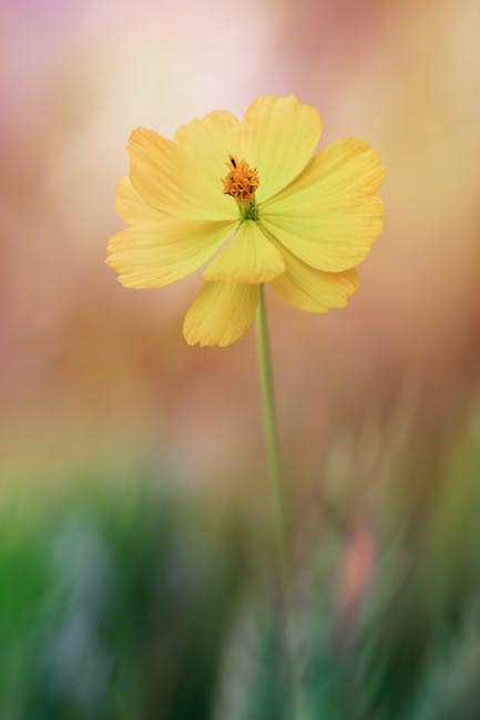 Zero-Cost Hiring of Kitchen Assistants in Qatar