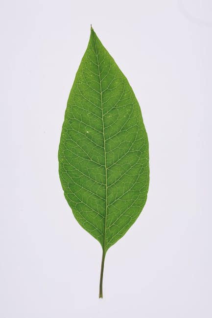 Case study: deploying 200 plant manager to Qatar